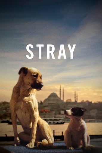 Watch Stray 2021 poster