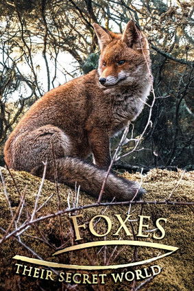 Watch Foxes: Their Secret World 2021 poster