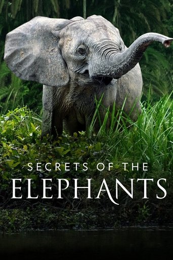 Watch Secrets of the Elephants 2023 poster