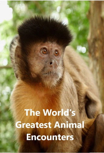 Watch World's Greatest Animal Encounters 2020 poster