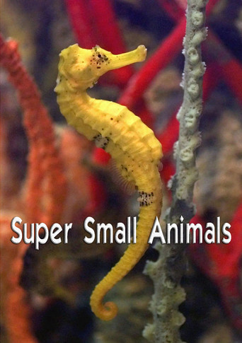 Watch Super Small Animals 2017 poster