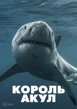 Watch Boss Shark 2024 poster