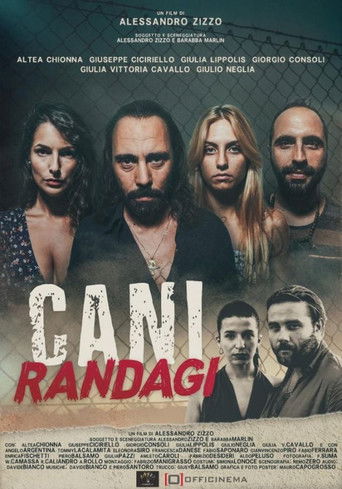 Watch Cani randagi 2023 poster